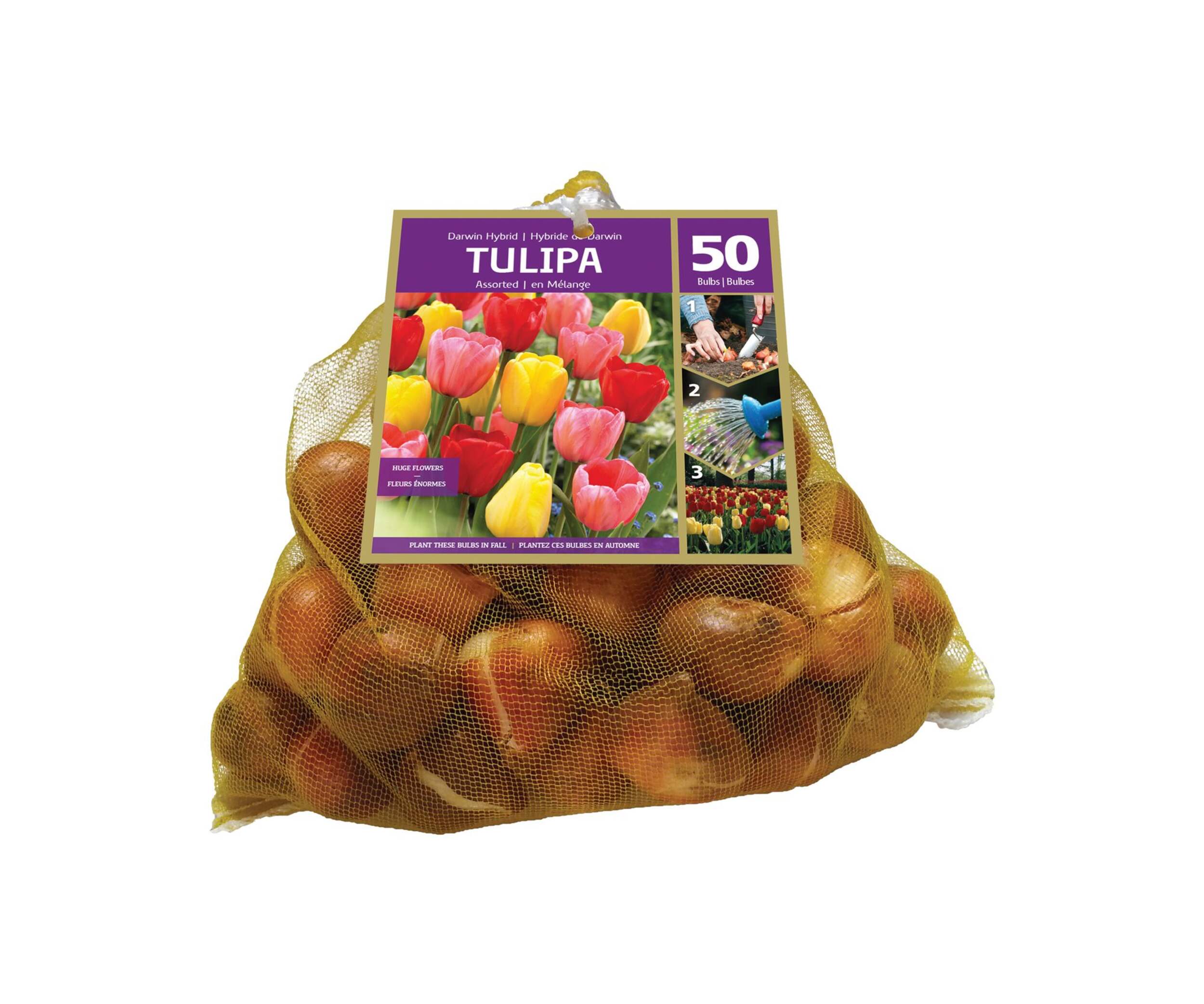 Assorted Darwin Hybrid Tulip Bulbs, 50-pk