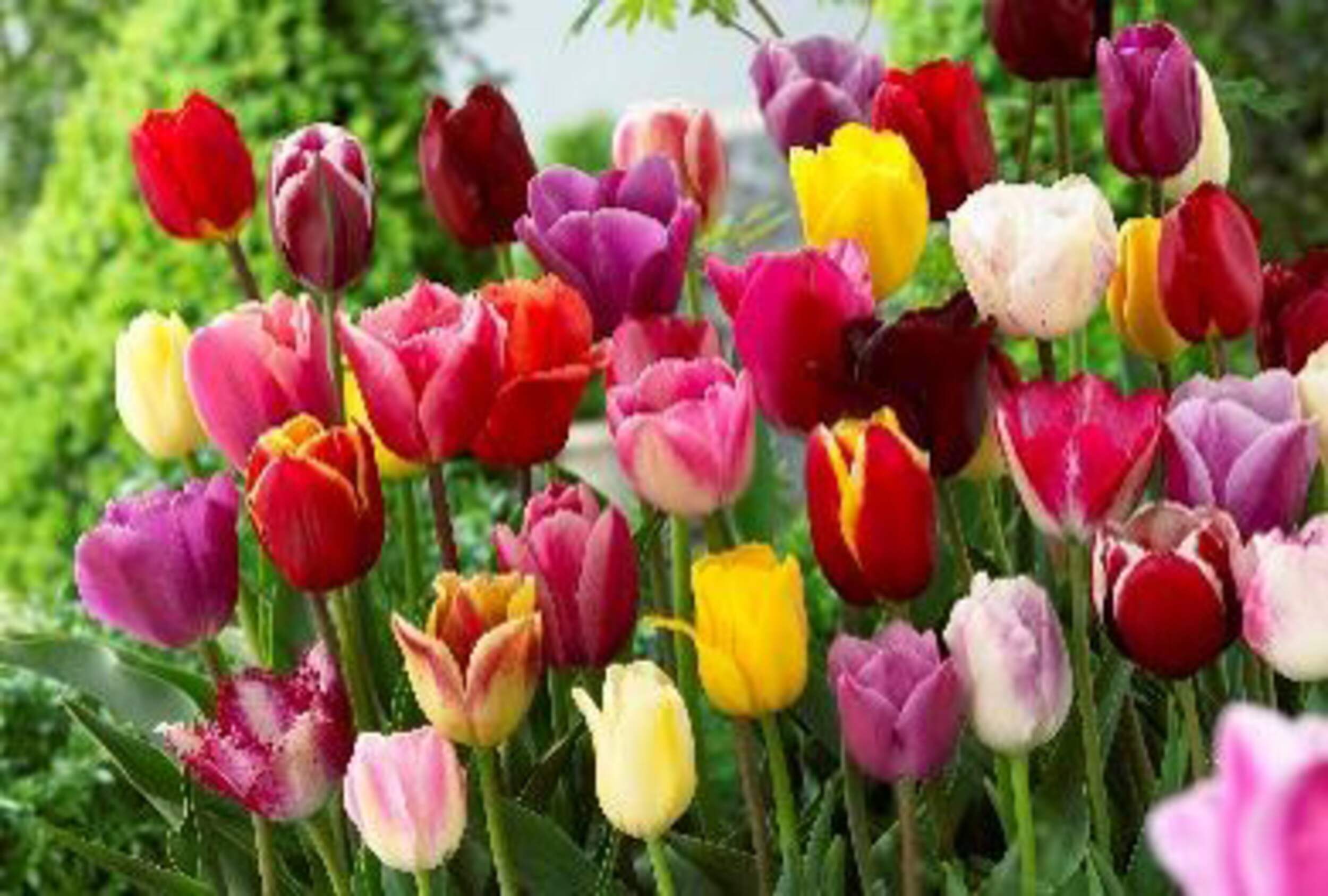 Bulbs Are Easy Tulip Landscape Mix Bulbs