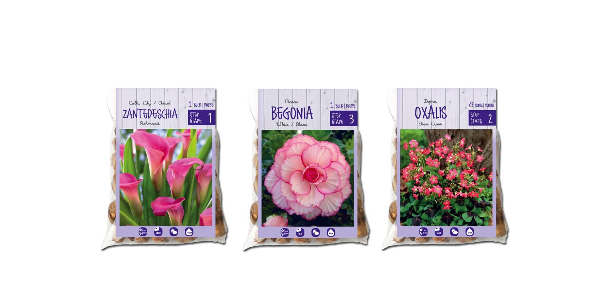 Assorted Spring Bulbs Gift Bag