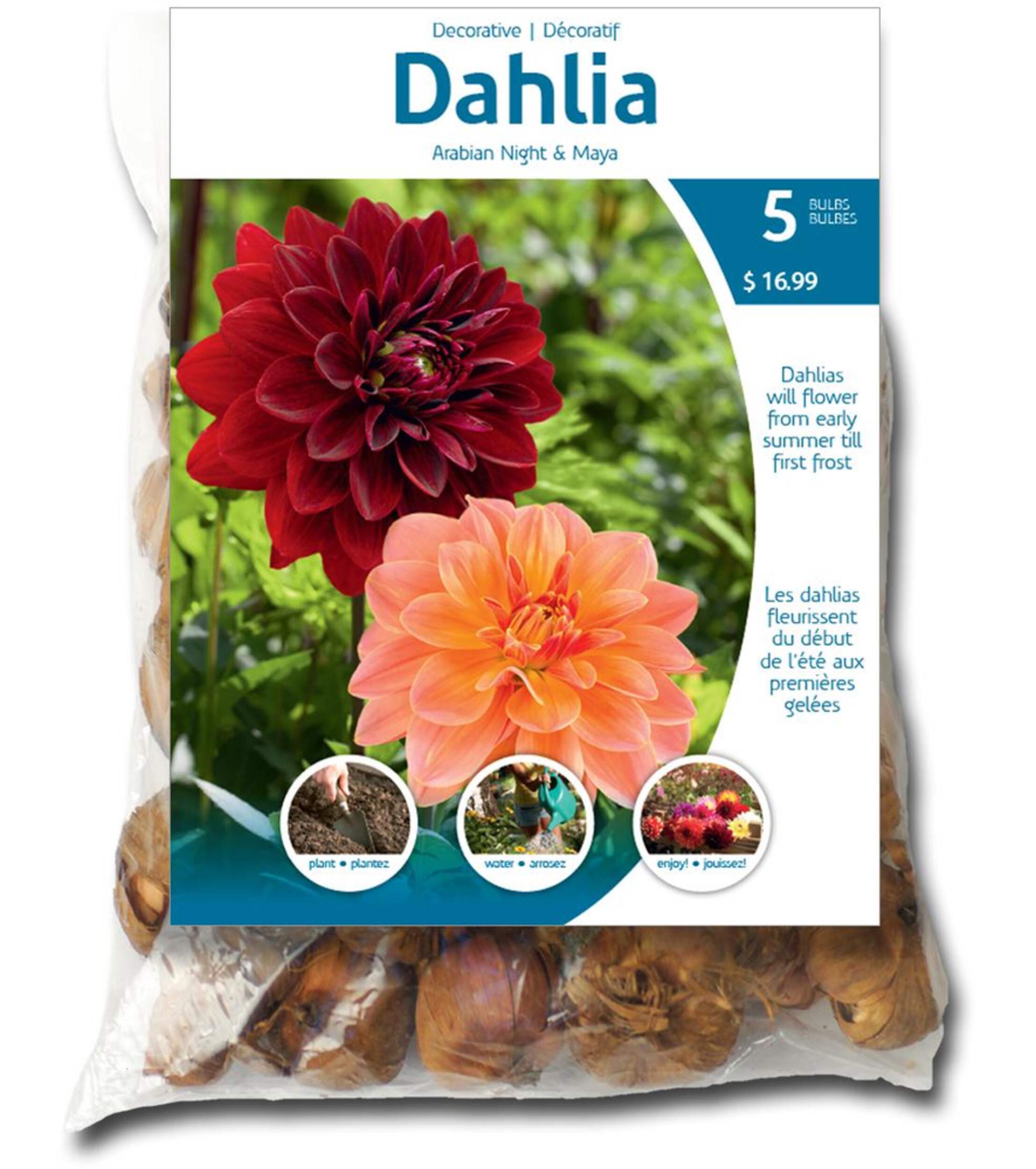 Bulbs Are Easy, Dahlia Arabian Night Bulbs