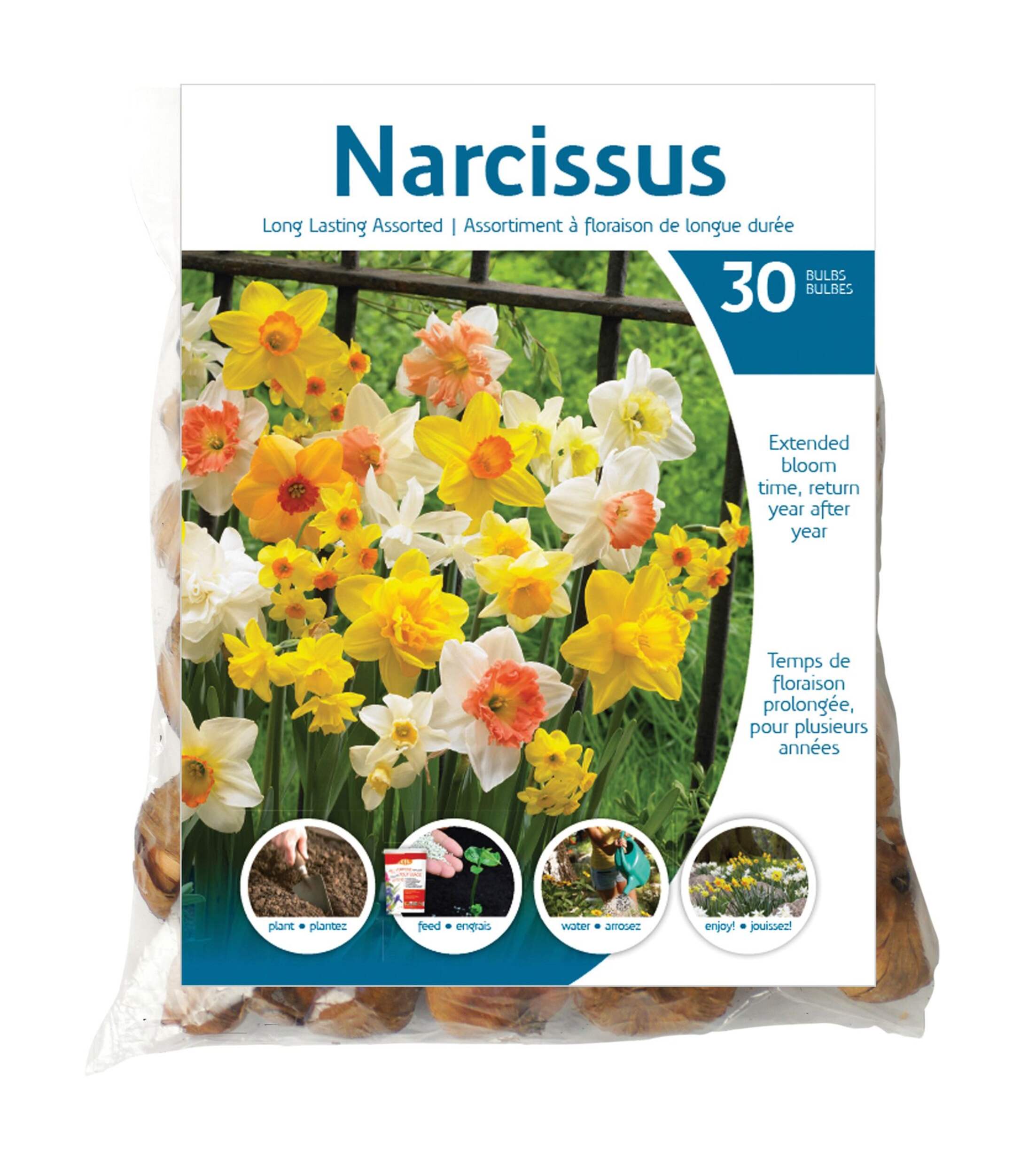 Assorted Long Lasting  Daffodil Narcissus Bulbs, 25-pk
