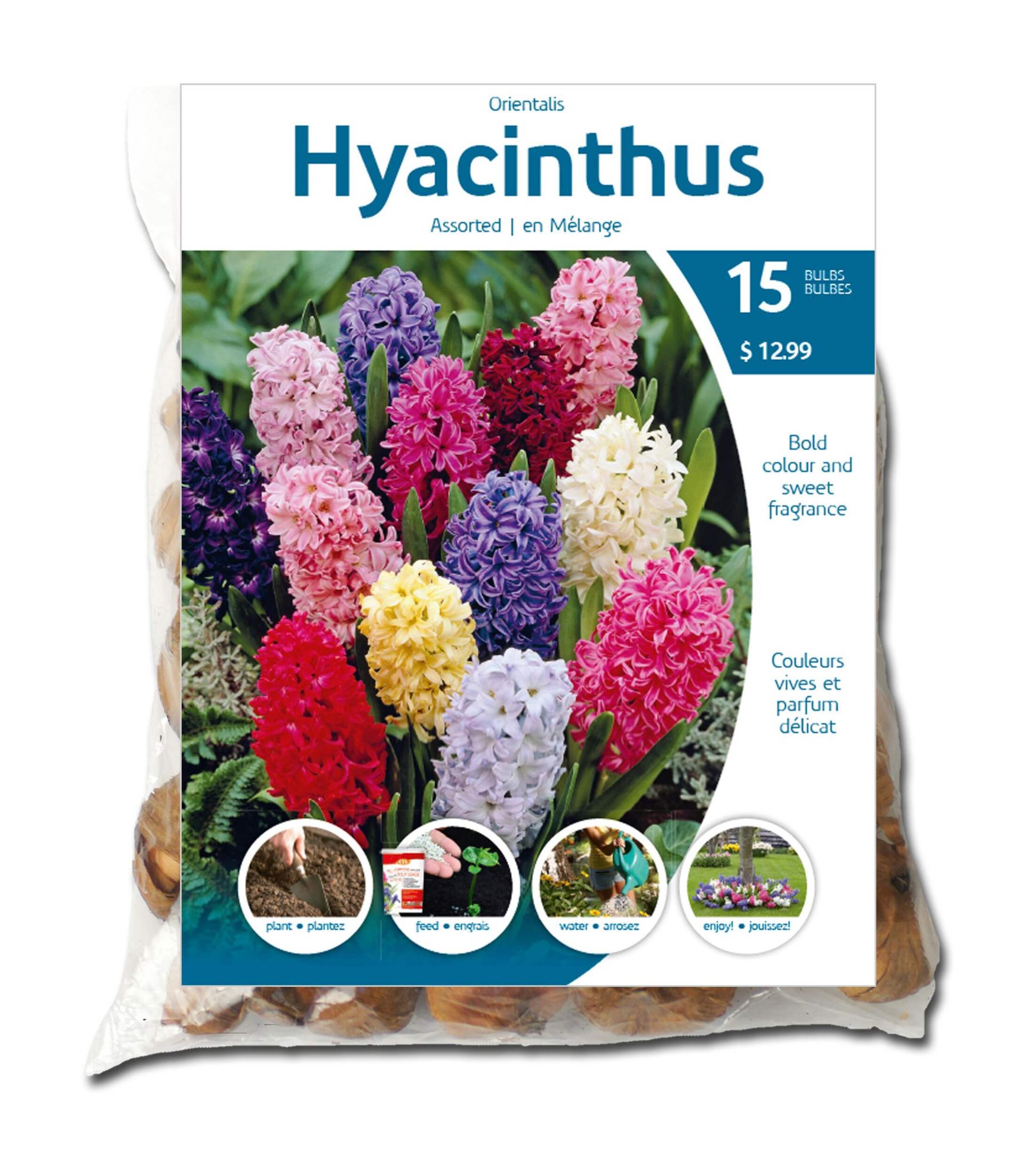 Assorted Orientalis Hyacinthus Bulbs, 12-pk