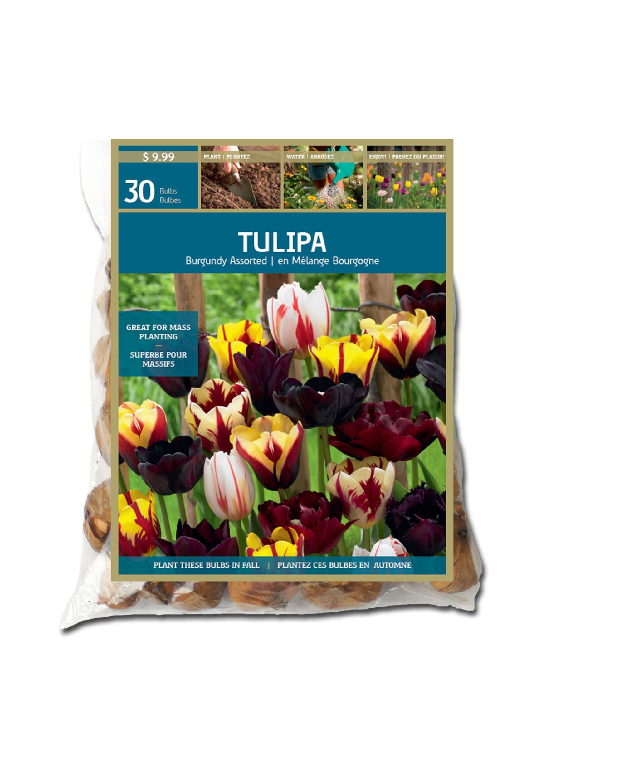 Assorted Burgundy Tulip Bulbs, 30-pk
