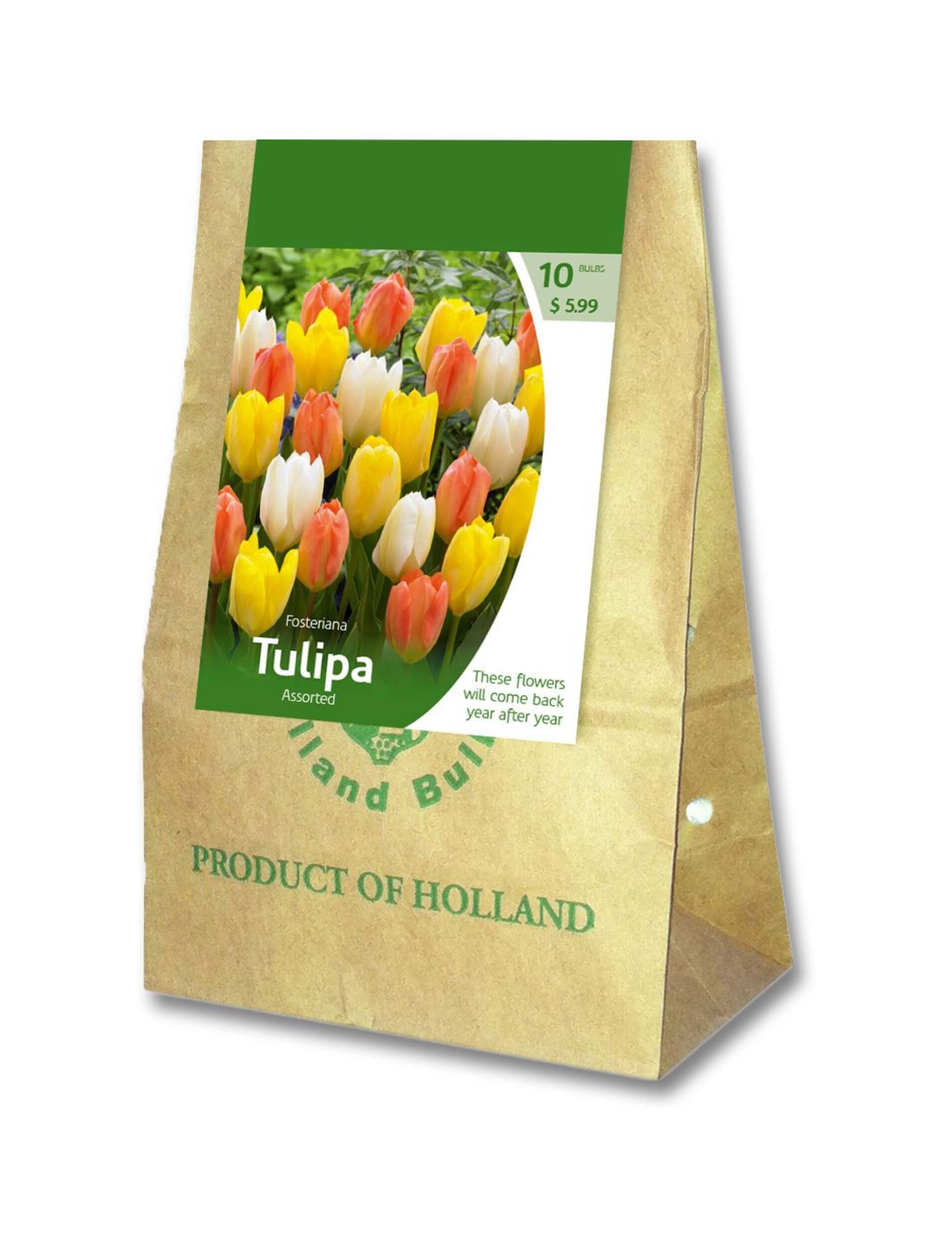 Assorted Fosteriana Tulip Bulbs, 10-pk