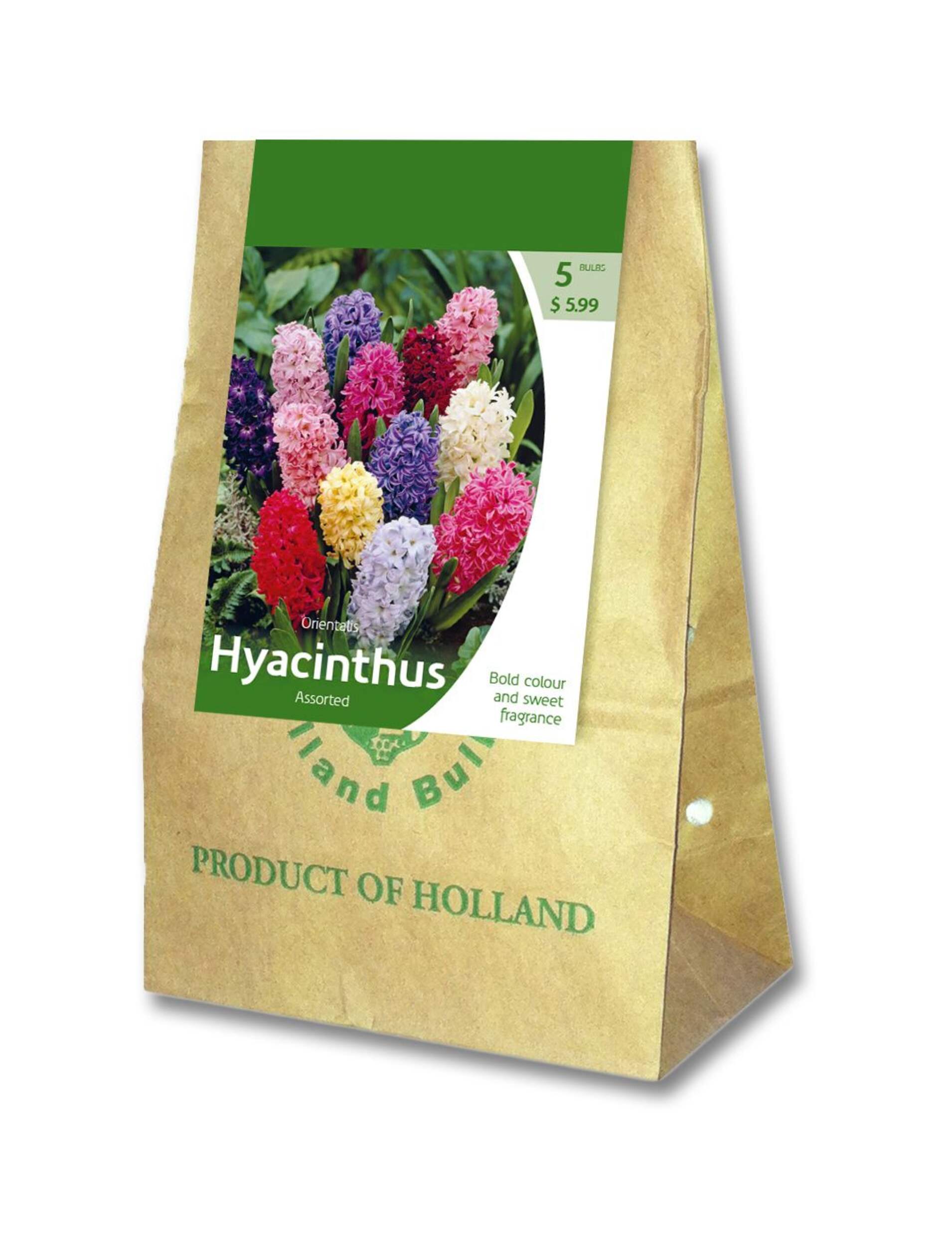Assorted Orientalis Hyacinthus Bulbs, 5-pk