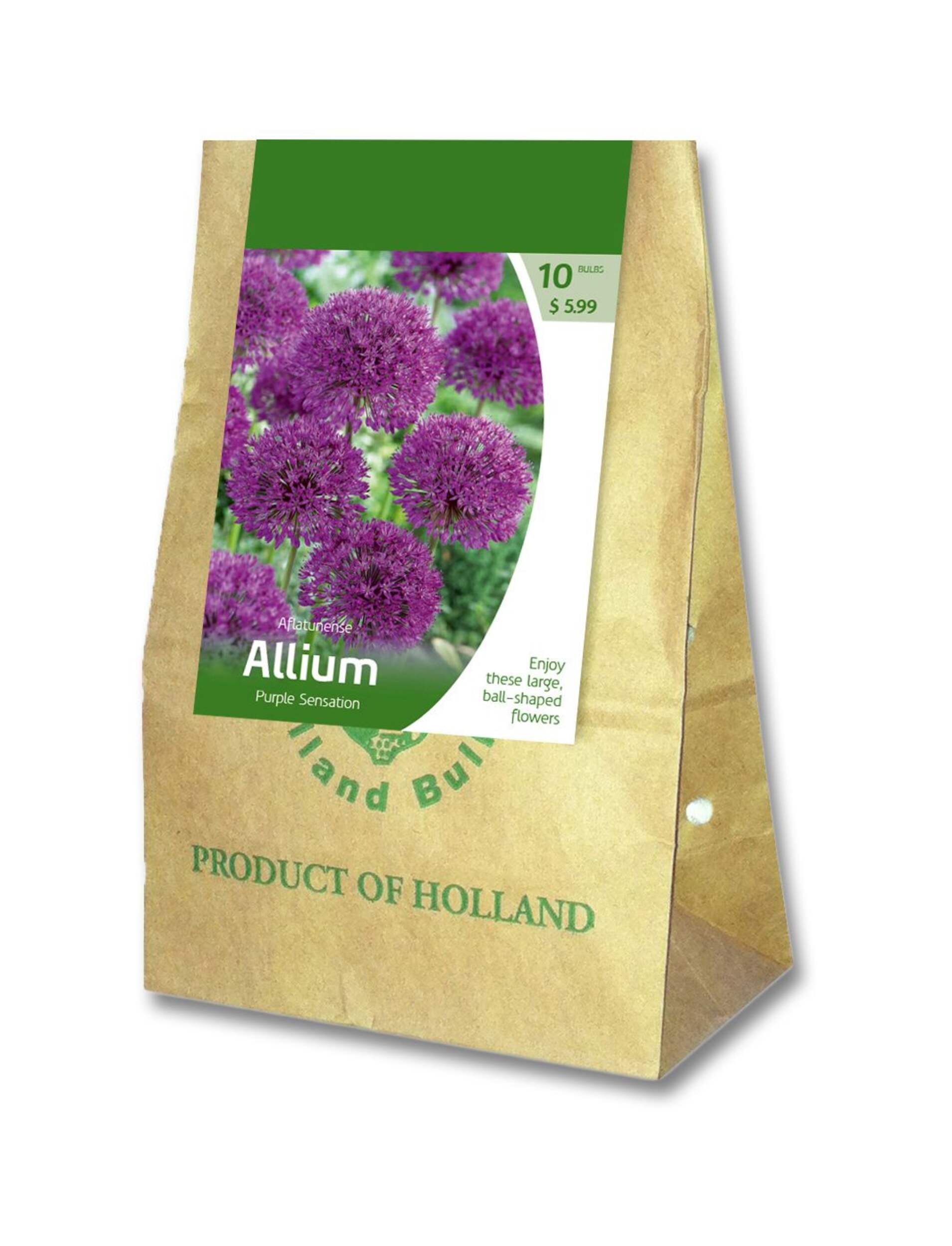 Aflatunense Purple Sensation Allium Bulbs, 10-pk