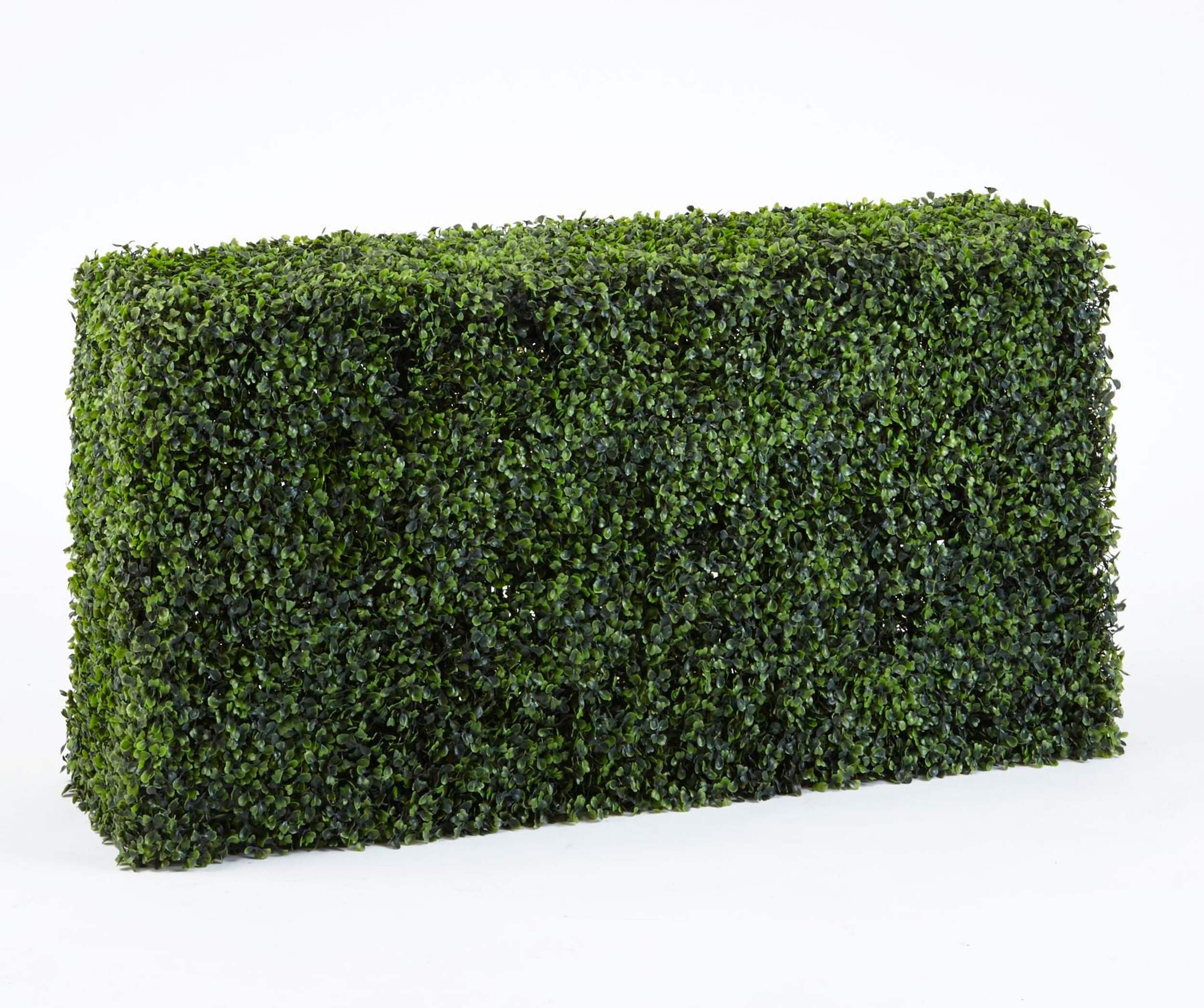 Danson Boxwood Hedge, 23-in